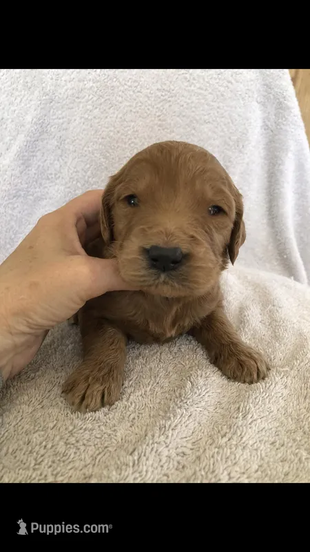 Koda – Goldendoodle puppy for sale in Deer River, MN