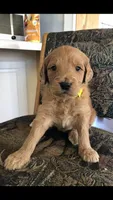 Hazel, a female Goldendoodle for sale in Deer River, MN – Photo 7 of 7