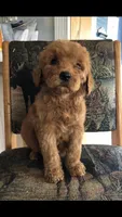 Rosie, a female Goldendoodle for sale in Deer River, MN – 3 of 4