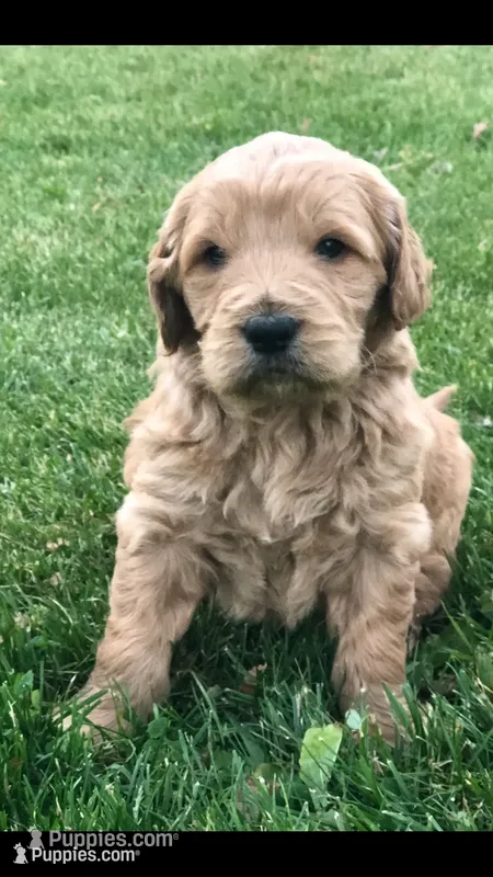 Bentley – Goldendoodle puppy for sale in Deer River, MN