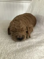 Archie, a male English Goldendoodle for sale in Deer River, MN – Photo 2 of 2