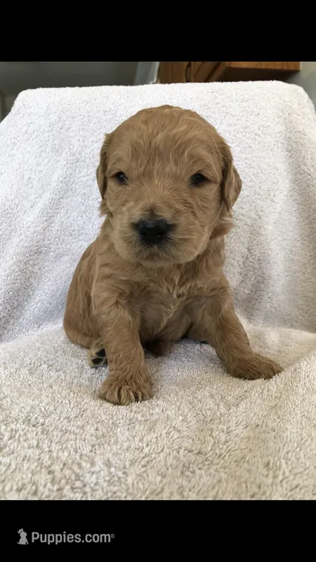 Archie – English Goldendoodle puppy for sale in Deer River, MN