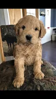 Archie, a male English Goldendoodle for sale in Deer River, MN – 5 of 7