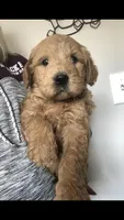 Archie, a male English Goldendoodle for sale in Deer River, MN – 2 of 7