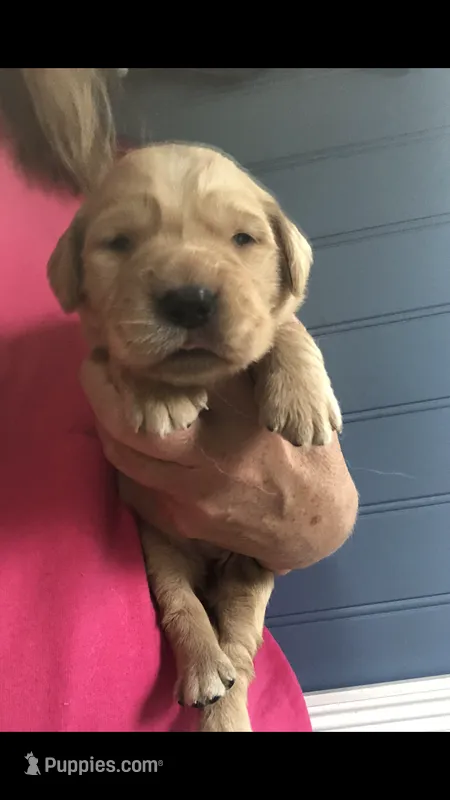 Willow – Golden Retriever puppy for sale in Deer River, MN