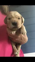 Willow, a female Golden Retriever for sale in Deer River, MN – 1 of 1