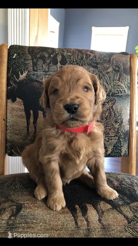 Rocko – Goldendoodle puppy for sale in Deer River, MN
