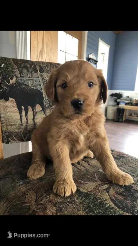 Rocko – Goldendoodle puppy for sale in Deer River, MN