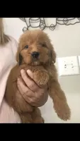 Gemma, a female Goldendoodle for sale in Deer River, MN – 3 of 4
