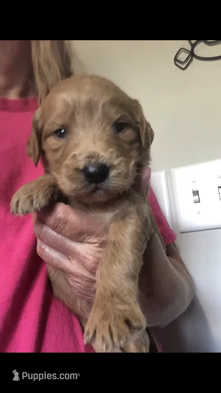 Harley – Goldendoodle puppy for sale in Deer River, MN