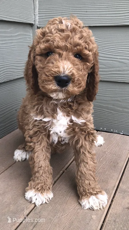 Louie – Goldendoodle puppy for sale in Deer River, MN