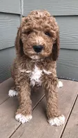 Louie, a male Goldendoodle for sale in Deer River, MN – 1 of 8