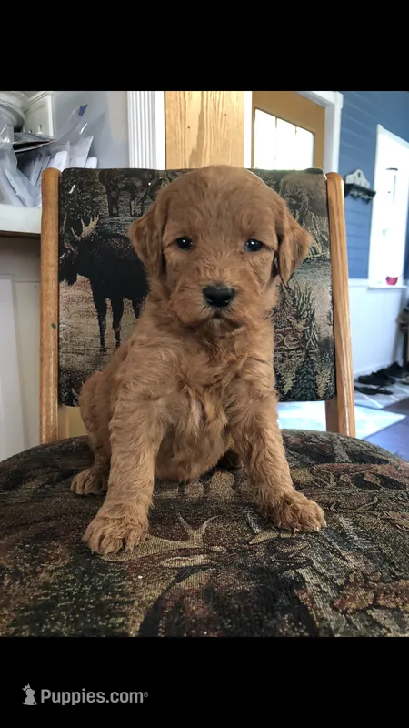 Rosie – Goldendoodle puppy for sale in Deer River, MN