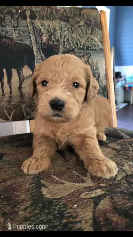 Daisy – Goldendoodle puppy for sale in Deer River, MN