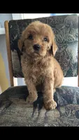 Rosie, a female Goldendoodle for sale in Deer River, MN – 2 of 4