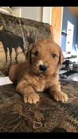 Willow, a female Goldendoodle for sale in Deer River, MN – 3 of 3