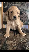Scout, a male Goldendoodle for sale in Deer River, MN – 3 of 3