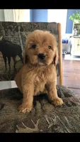 Gemma, a female Goldendoodle for sale in Deer River, MN – 2 of 4