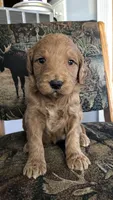 Ruby, a female Goldendoodle for sale in Deer River, MN – 3 of 4