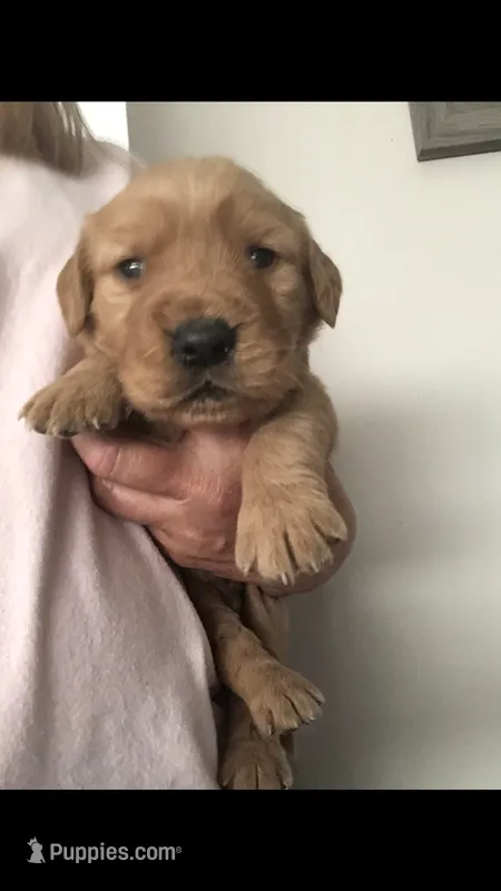 Archie  – Golden Retriever puppy for sale in Deer River, MN
