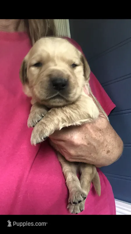Charlie – Golden Retriever puppy for sale in Deer River, MN