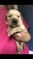 Charlie, a male Golden Retriever for sale in Deer River, MN – 1 of 1