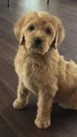 Daisy, a female Goldendoodle for sale in Deer River, MN – 4 of 4
