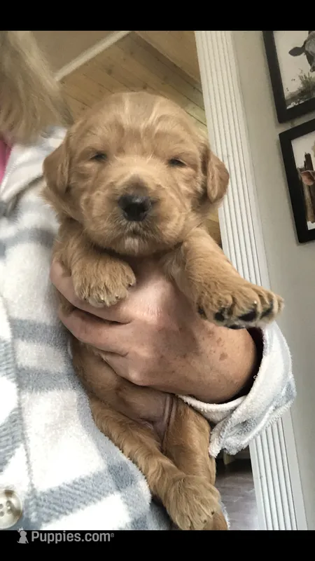 Shiloh – Goldendoodle puppy for sale in Deer River, MN