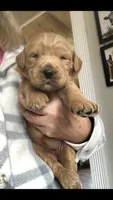 Shiloh, a female Goldendoodle for sale in Deer River, MN – 1 of 1