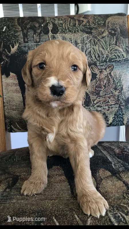 Willow – Goldendoodle puppy for sale in Deer River, MN
