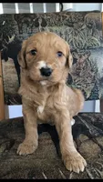 Willow, a female Goldendoodle for sale in Deer River, MN – 1 of 3