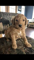 Harley, a male Goldendoodle for sale in Deer River, MN – 5 of 6