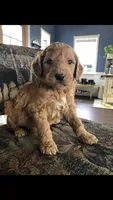 Harley, a male Goldendoodle for sale in Deer River, MN – 3 of 6