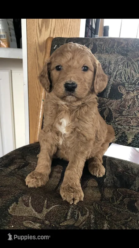 Harley – Goldendoodle puppy for sale in Deer River, MN
