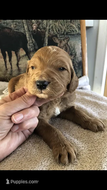 Harley – Goldendoodle puppy for sale in Deer River, MN