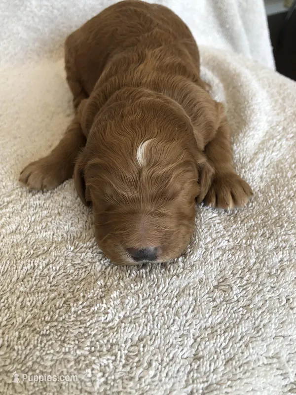 Harley – Goldendoodle puppy for sale in Deer River, MN
