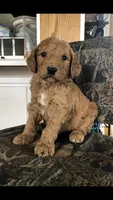 Harley, a male Goldendoodle for sale in Deer River, MN – 6 of 6