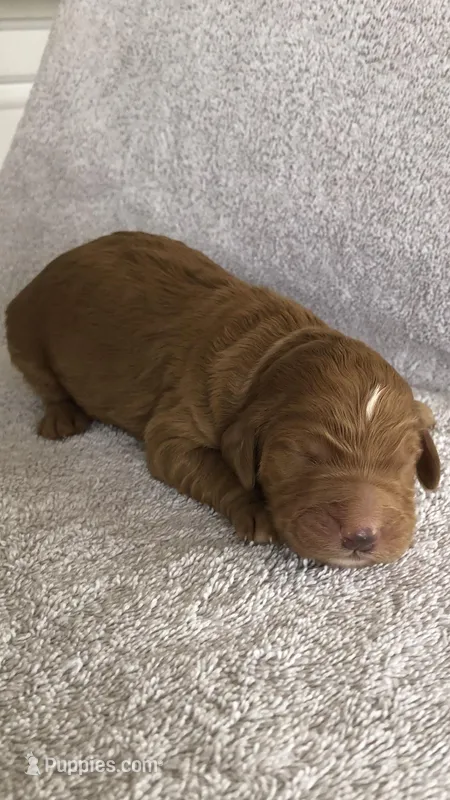 Harley – Goldendoodle puppy for sale in Deer River, MN