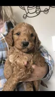 Harley, a male Goldendoodle for sale in Deer River, MN – 4 of 6