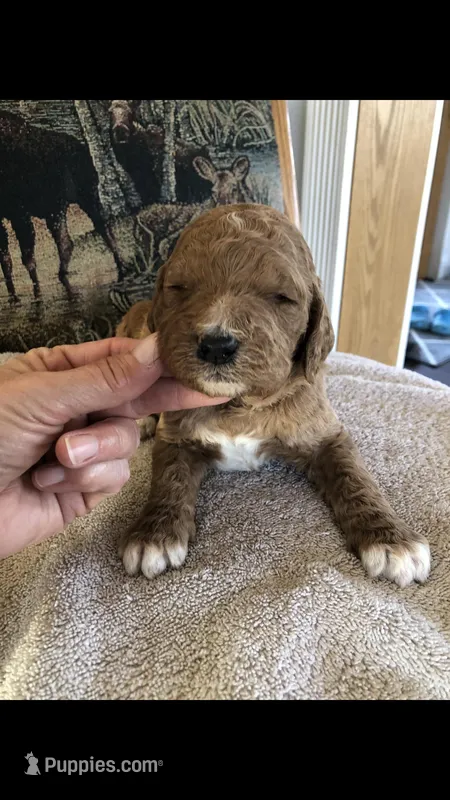 Otis – Goldendoodle puppy for sale in Deer River, MN