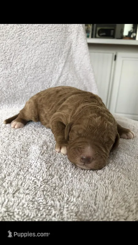 Otis – Goldendoodle puppy for sale in Deer River, MN