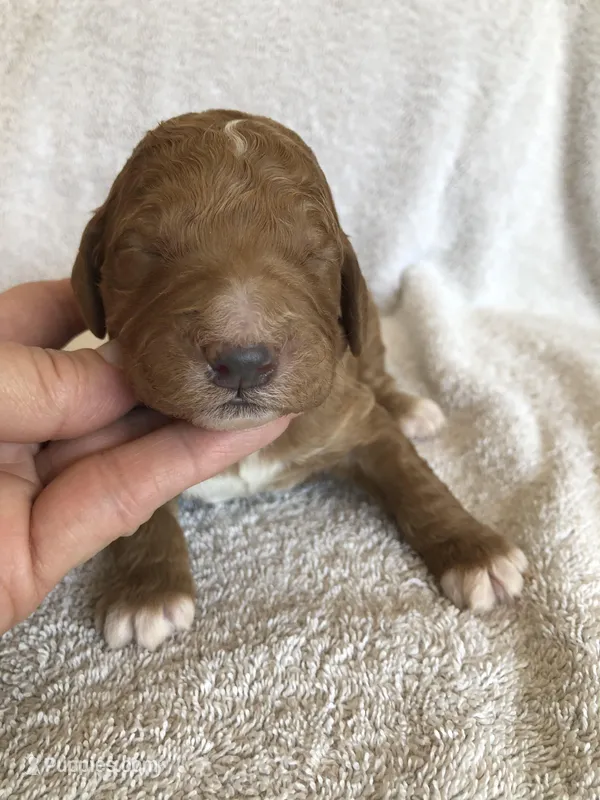 Otis – Goldendoodle puppy for sale in Deer River, MN