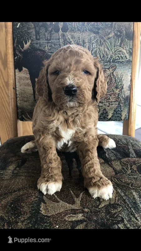 Otis – Goldendoodle puppy for sale in Deer River, MN