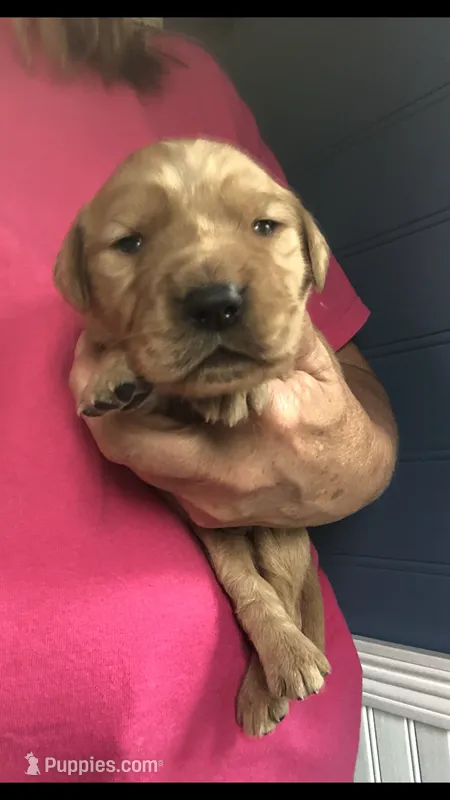 Archie  – Golden Retriever puppy for sale in Deer River, MN