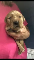 Archie , a male Golden Retriever for sale in Deer River, MN – 1 of 1