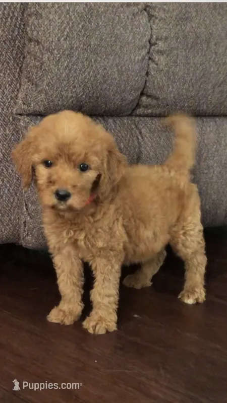 Rosie – Goldendoodle puppy for sale in Deer River, MN
