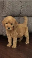 Rosie, a female Goldendoodle for sale in Deer River, MN – 1 of 4