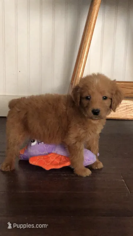 Luna – Goldendoodle puppy for sale in Deer River, MN