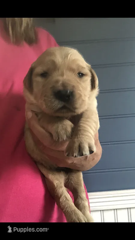 lilly – Golden Retriever puppy for sale in Deer River, MN
