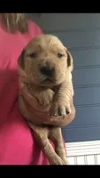 lilly, a female Golden Retriever for sale in Deer River, MN – 1 of 1